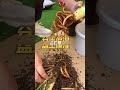 Watering Flowers Wrongly? Your Gardening Efforts Are Wasted! Gardening FlowerCare