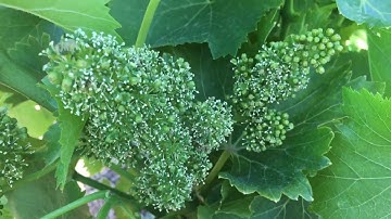 What GRAPE FLOWERS look like? 🍇💐 Blooming vineyard. Beautiful!