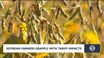 Soybean farmers grapple with tariff impacts