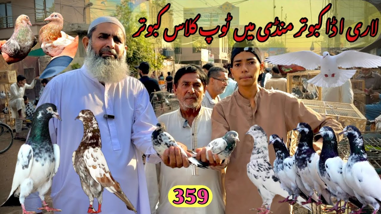 359) Lahore lari ada kabootar mandi || کبوتر منڈی || #amjadaliofficial
