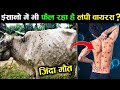 क्या अब इंसानो में भी फ़ैल रहा है लंफी वायरस ? lumpy virus in cows | lumpy skin disease