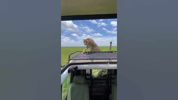 watch how friendly cheetah they are