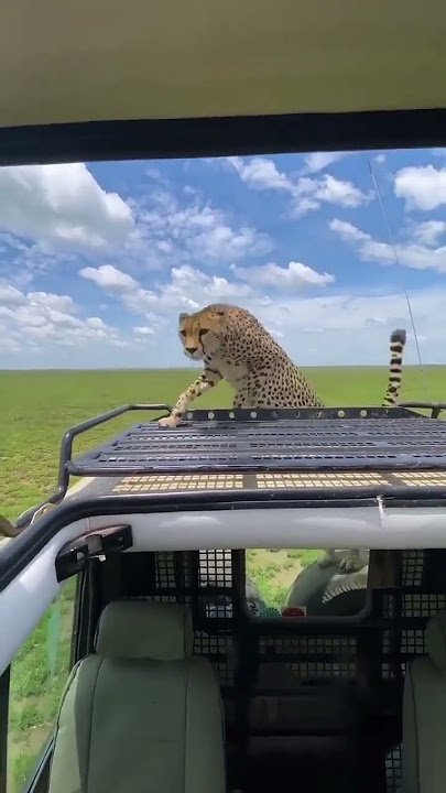 watch how friendly cheetah they are