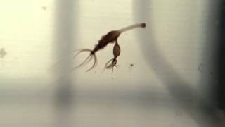 Daughter hydra steals zooplankton snack from mom