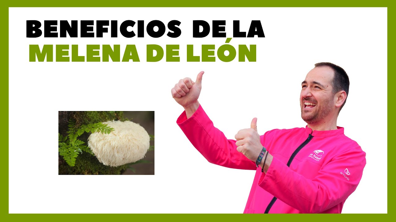 Conoce Los Beneficios De La Melena De LeÓn 🦁 Heraldo Tv Youtube