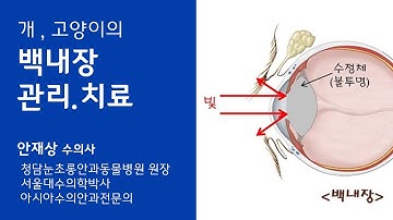 (안과) 개와 고양이, 백내장의 관리와 치료 ( 백내장 PART.3 )- 청담눈초롱안과동물병원