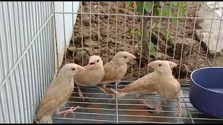 Celebrity Fawan Java chicks separated form parents Profile