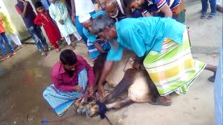 Kurbanir Goru Jobai 2018