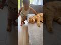 弟に鬼絡みされた優しい猫がまさかのこうなりました【とらまる】