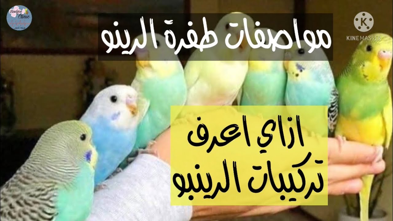 صفات طفرة الرينبو بادجي وكيف أُفرق بين الرينبو وتركيبات الرينبو | وطريقة انتاج الرينبو من التركيبات