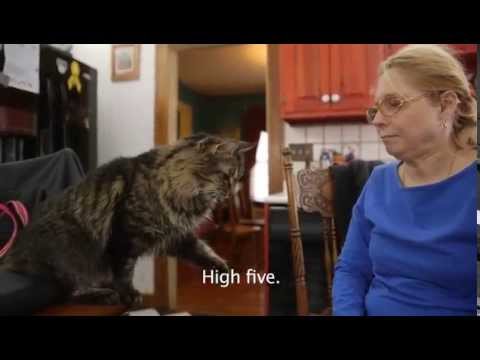 Sign Language with Cats