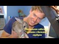Ветеринар Бондай бич(клип)