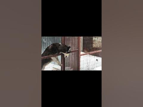 Удивительные животные !!!! - YouTube