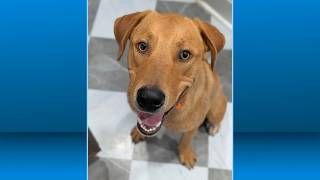 Pet for adoption Aug 13 2026