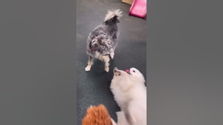 Introduce your #dog to their new #BFFF (Best Furry Friend Forever) at our #DogDaycare! #dogs #shorts