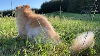 Deer Family 🦌 Buckley, Little One, Mother and Micro by soarornor 19 views 8 hours ago 3 minutes, 45 seconds