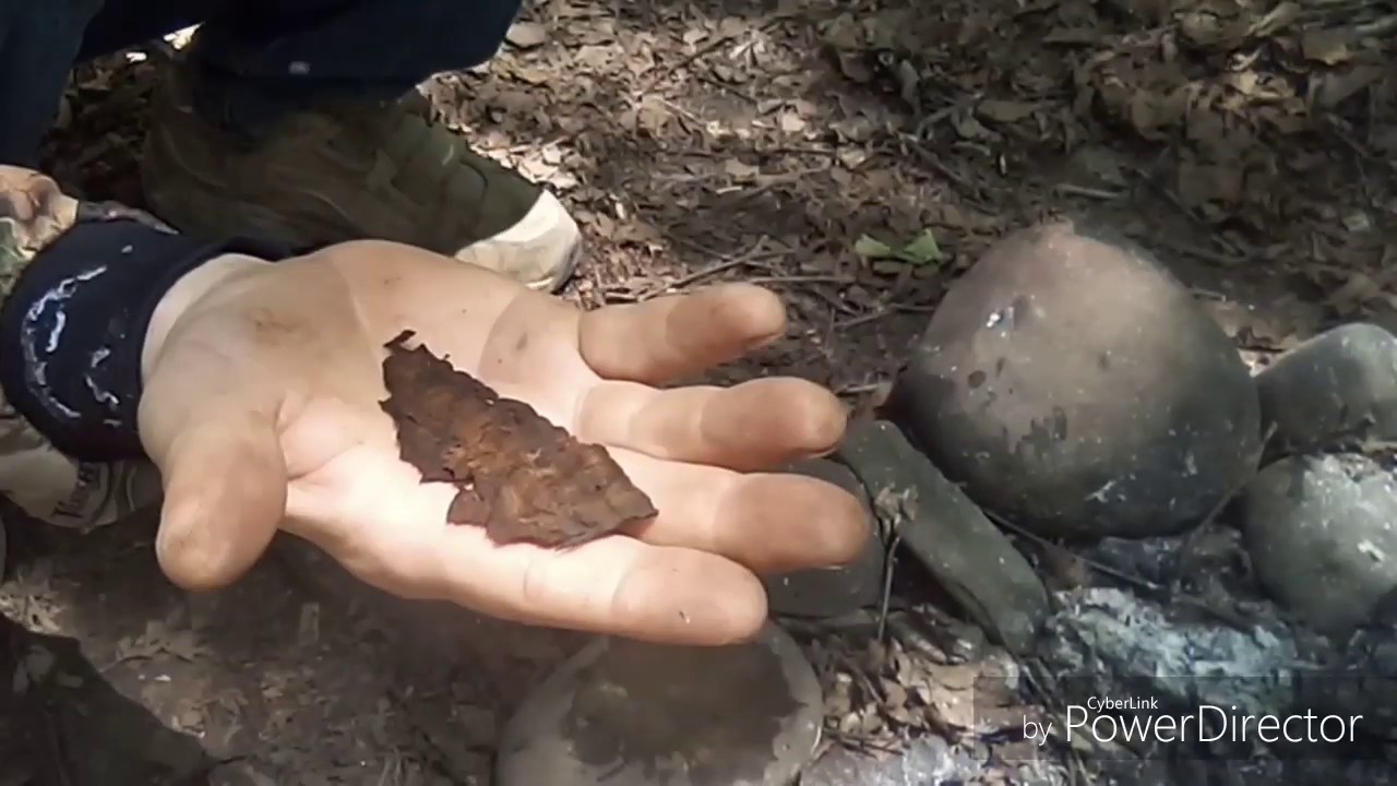Horse hoof fungus (how to process part 2) YouTube