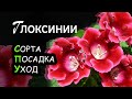 Глоксиния. Сорта, посадка и уход