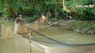Wow ! Old Man Catching Carp Fish In A Small River Using Indian Traditional Net | Village Fishing