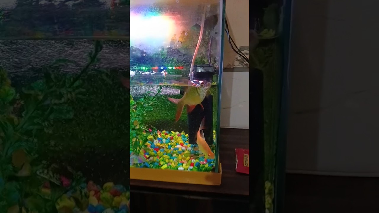 #aquarium #fish #fishtank fish filtar🐠🐠🐠🦈🐋🐳🐬