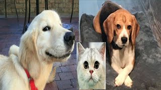 funny animal cat and dog | cat love sounds | funny animals cats talking Fun Main Dam