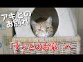 酷暑に苦しむ親子猫を保護して８ヶ月後、子猫のひとりアキに「ずっとのお家」が決まりました！