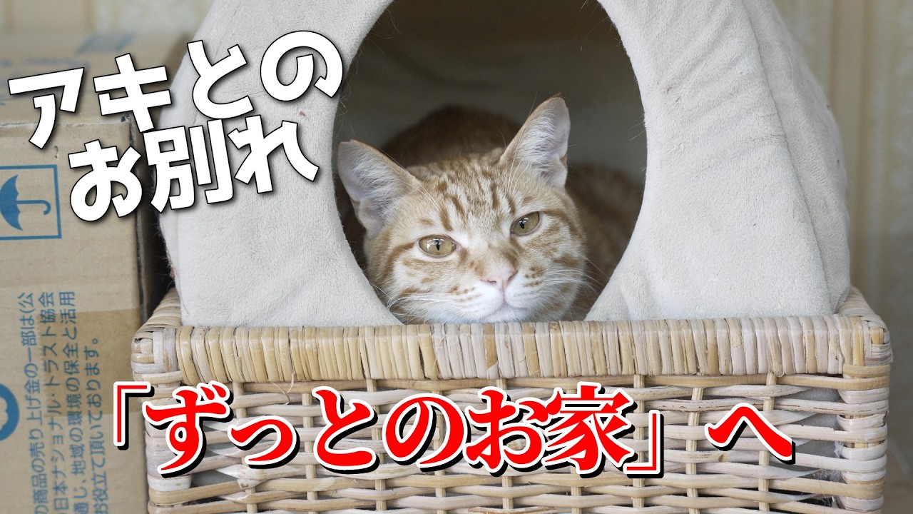 酷暑に苦しむ親子猫を保護して８ヶ月後、子猫のひとりアキに「ずっとのお家」が決まりました！