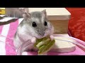 見失ったレタスを飼い主が盗ったと疑うハムスター【こんぺいマーチ】