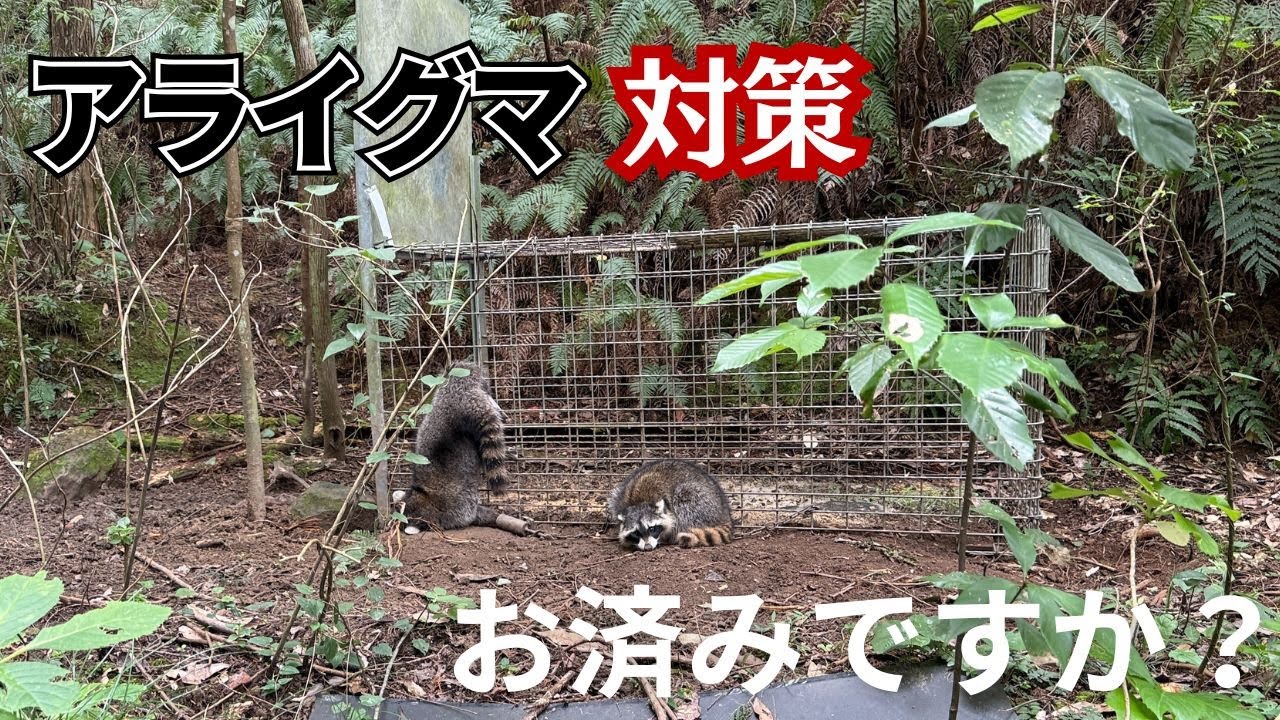 Have you set up an Arahole in your box trap yet? - YouTube