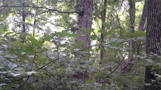 This is the overcup oak