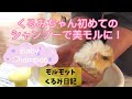 【モルモット】くるみ日記　くるみちゃん初めてのシャンプーで美モルに！