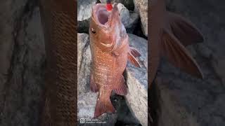 Ikan Mangrove Jack sedang memancing dari bebatuan.. 🎣🎣🎣 #mangrovejack
