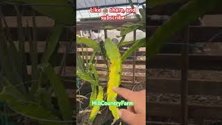 Where did winter go? 🤷🏽‍♀️❄️ #farmlife #gardeningadvice #greenhouse #palletprojects #gardeningtips