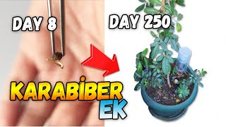 Karabiber Çimlendirme ve Yetiştirme | How to Grow Black Pepper Resimi