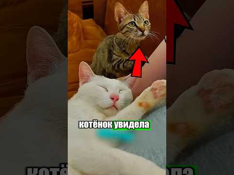 Самая трогательная история кошечки 🥹🐈 #милыеживотные #животные