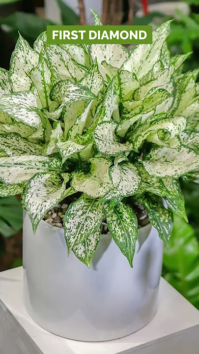 Best Types of Chinese Evergreen Varieties #greenplants #evergreen #chinese