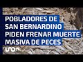 Reportan muerte masiva de peces en San Bernardino Laguna, Puebla