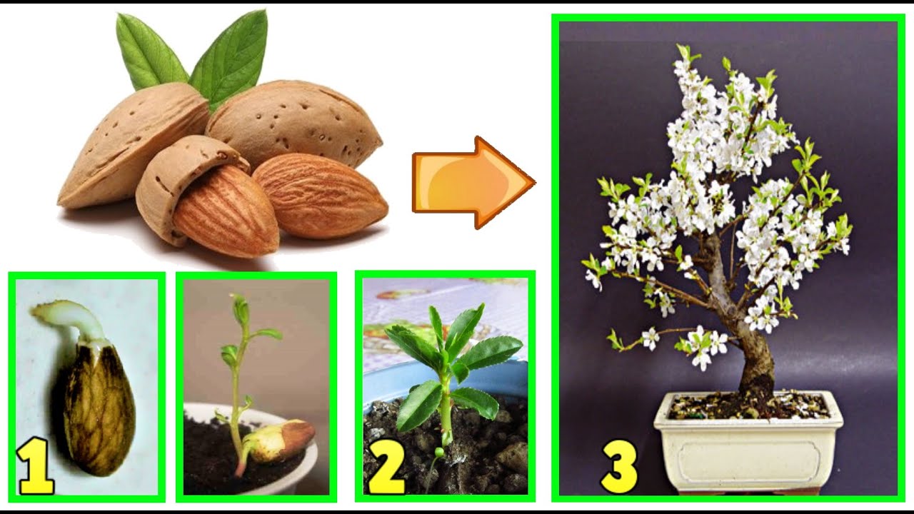 миндальное дерево, как родивший саженец из семечка