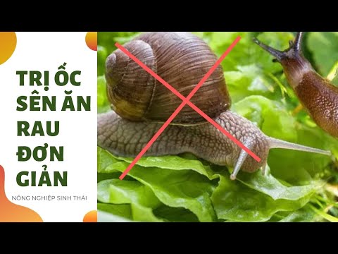 Cách trị ốc sên ăn rau đơn giản ai cũng làm được I Nông nghiệp sinh thái | Foci