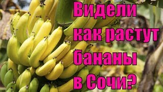 Мы нашли настоящие бананы в Сочи! Видели, как банан цветет?