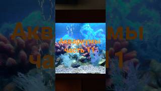 #красивый аквариум часть 11   #аквадизайн #акваскэйп #aquascape #aquadesign #水族馆 #حوض السمك