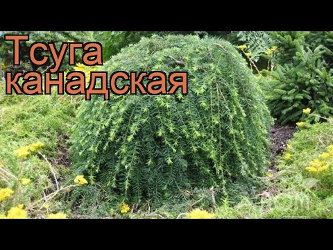Тсуга канадская (tsuga canadensis) 🌿 канадская тсуга обзор: как сажать, саженцы тсуги