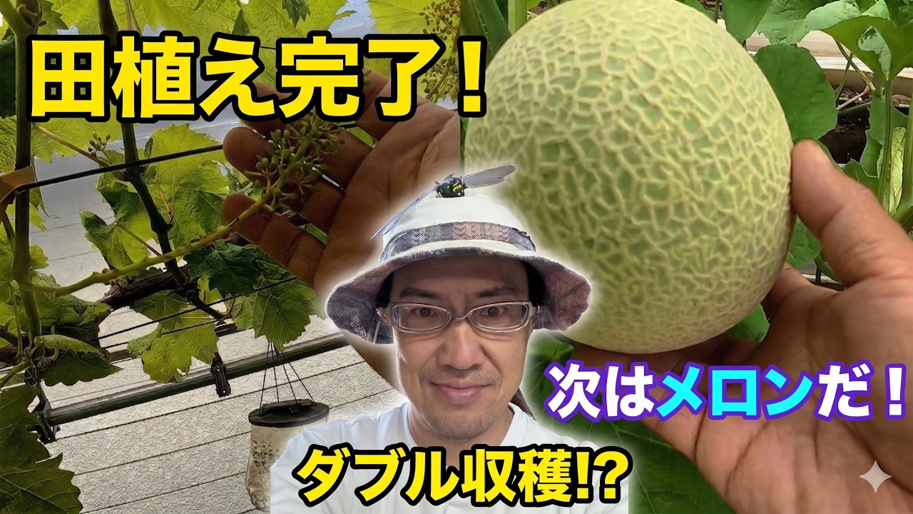 Rice Planting Done] Back to Melon Farming! The Art of Netting 