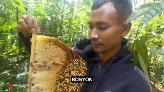 EXKLUSIF Panen Madu Murni #viralvideo #lebahliar #madu #reels #tni #wonosobo #apiscerana