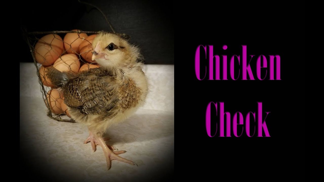 Chicken Check In Cold Hardy Hens!! YouTube