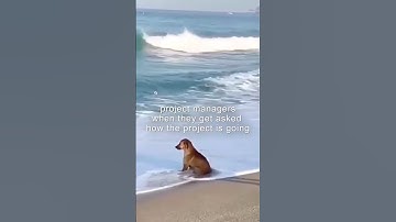 🐕 Good project management is the secret ingredient for successful teams. ✨ ⁠