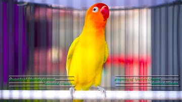 Lovebird Ini Ampuh Bikin Semua Lovebird Mau Bunyi Konslet Ngekek Panjang
