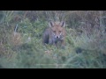 Lis - wielbiciel orzechów / Red Fox / Vulpes Vulpes - 2016