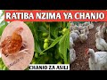 Natural Herbs Vaccine Schedule In Poultry 