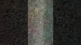 Tequila Vs. Bacteria Microscope Mayhem